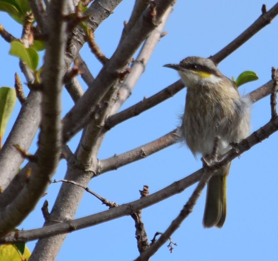 Honeyeater singing-0315.JPG